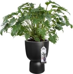 Elho Pure Coupe 41 - Bloempot Voor Binnen & Buiten - Ø 41.3 X H 57.9 Cm - Zwart/Zwart -Tuinmeubel Verkoop 1181x1200 1