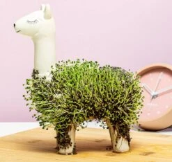 Gift Republic Lama Bloempot Met Zaadjes -Tuinmeubel Verkoop 1200x1137