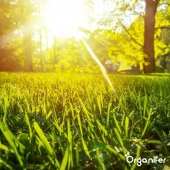 Gazonmest All-In-One (20Kg - Voor 400m2) Voor Een Diepgroen Sterk Gazon Zonder Mos En Onkruid - Complete Meststof Met Kalk En Grasversterker - Organifer -Tuinmeubel Verkoop 1200x1200 422