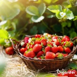 Lavagruis Uit Eifel Oergesteente (20Kg Voor 200m2) Grof Lavameel 0-2mm - Organifer -Tuinmeubel Verkoop 1200x1200 425