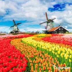 Lavagruis Uit Eifel Oergesteente (20Kg Voor 200m2) Grof Lavameel 0-2mm - Organifer -Tuinmeubel Verkoop 1200x1200 426