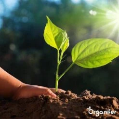 Lavagruis Uit Eifel Oergesteente (20Kg Voor 200m2) Grof Lavameel 0-2mm - Organifer -Tuinmeubel Verkoop 1200x1200 433