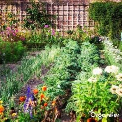 Lavagruis Uit Eifel Oergesteente (20Kg Voor 200m2) Grof Lavameel 0-2mm - Organifer -Tuinmeubel Verkoop 1200x1200 436