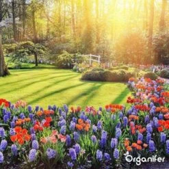 Lavagruis Uit Eifel Oergesteente (20Kg Voor 200m2) Grof Lavameel 0-2mm - Organifer -Tuinmeubel Verkoop 1200x1200 437