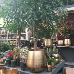 Gina Da Bloempot Karakter Goud - XL -Tuinmeubel Verkoop 1200x1200 681