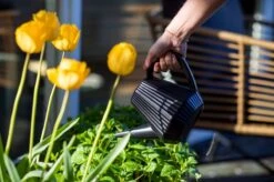 Xala - Gieter Doppio Groove 2L Olijfgrijs -Tuinmeubel Verkoop 1200x799 44