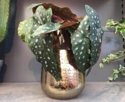 Gina Da Bloempot Karakter Goud - XL -Tuinmeubel Verkoop 1200x984 2