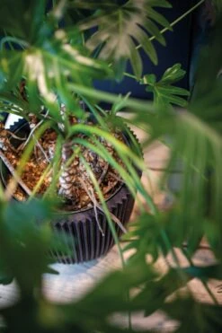 Capi Europe - Vaas Elegant Laag Groove NL - 46x58 - Goud - Voor Binnen En Buiten - KGVGB783 -Tuinmeubel Verkoop 799x1200 21